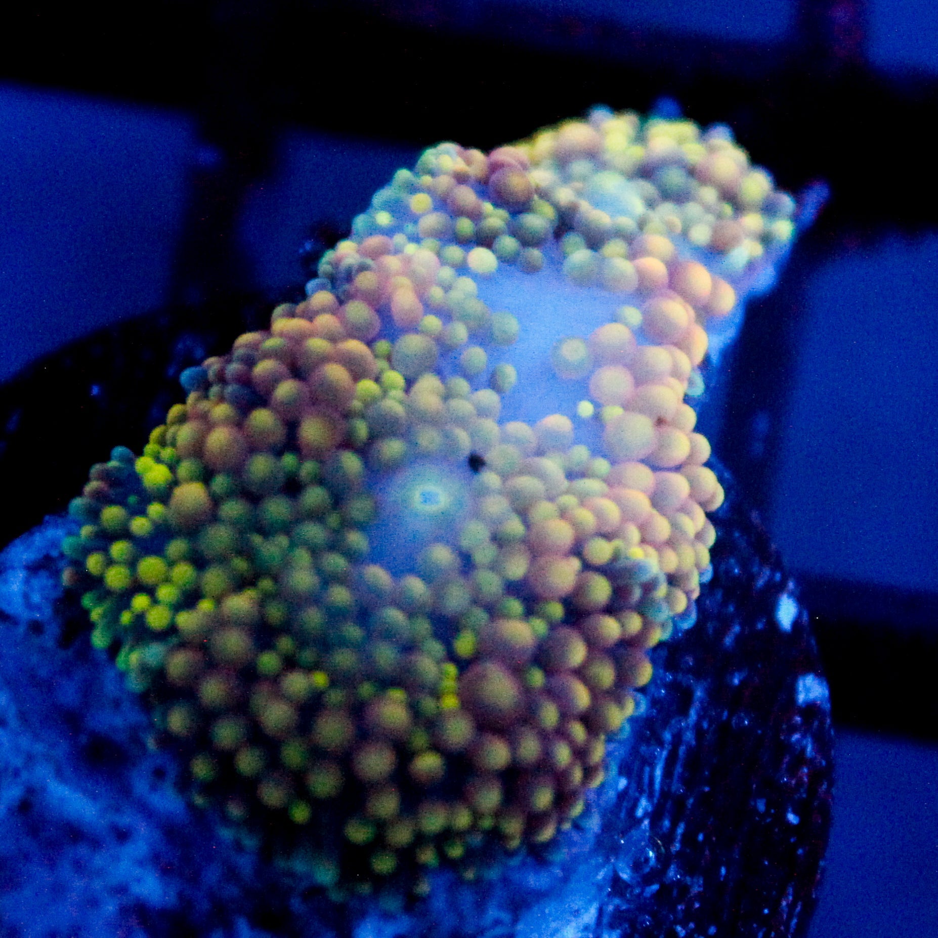 JC Sweet Lime Ricordea