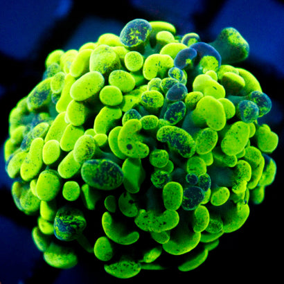 JC Ultra Splatter Hammer