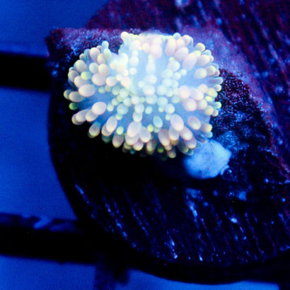 JC Citrus Breeze Yuma