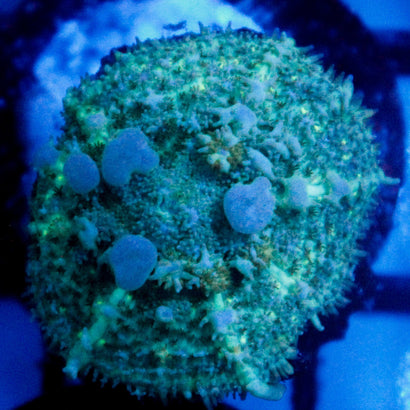 JC Chilly Bounce Mushroom