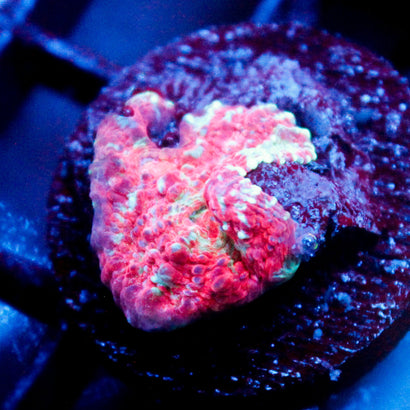 JC Californiacation Chalice