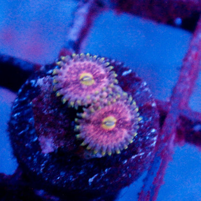 JC Pink Quasar Zoanthid