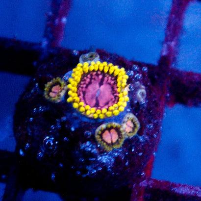 Purple Monster Mix Zoanthid