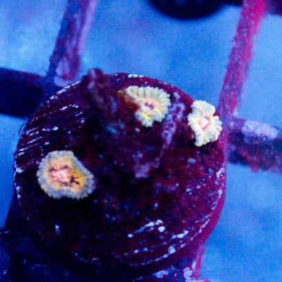 JC Stratocaster Zoanthid