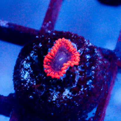 JC Utter Typhloshion Zoanthid