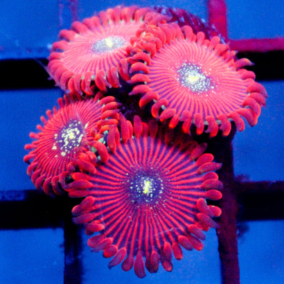 Magician Zoanthids