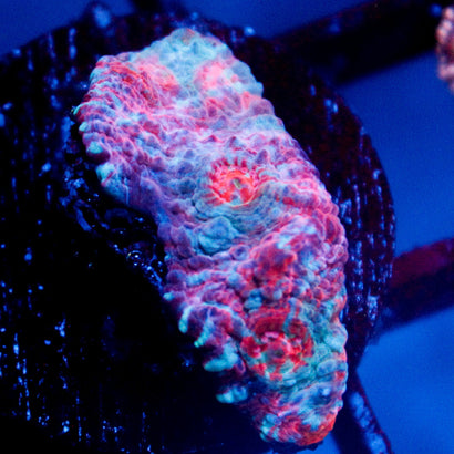 JC Unholy Trinity Chalice