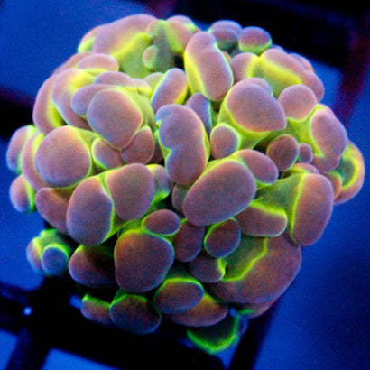 JC Ultra Hologram Hammer