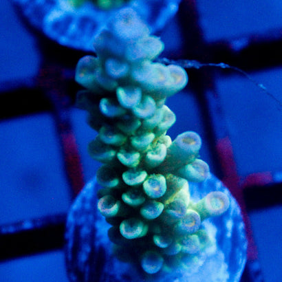 JC Rainbow Twist