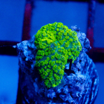 JC Neon Green Rhodactis