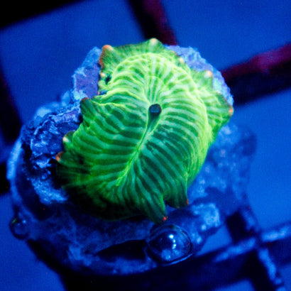 JC Watermelon Rind Mushroom