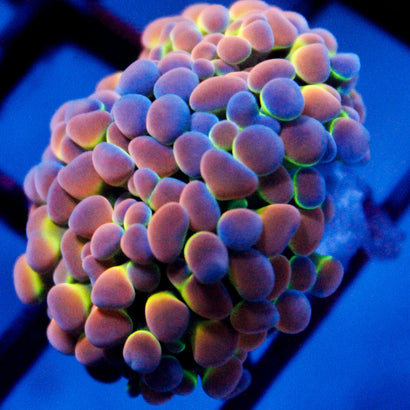 SBB Ultra Hologram Hammer