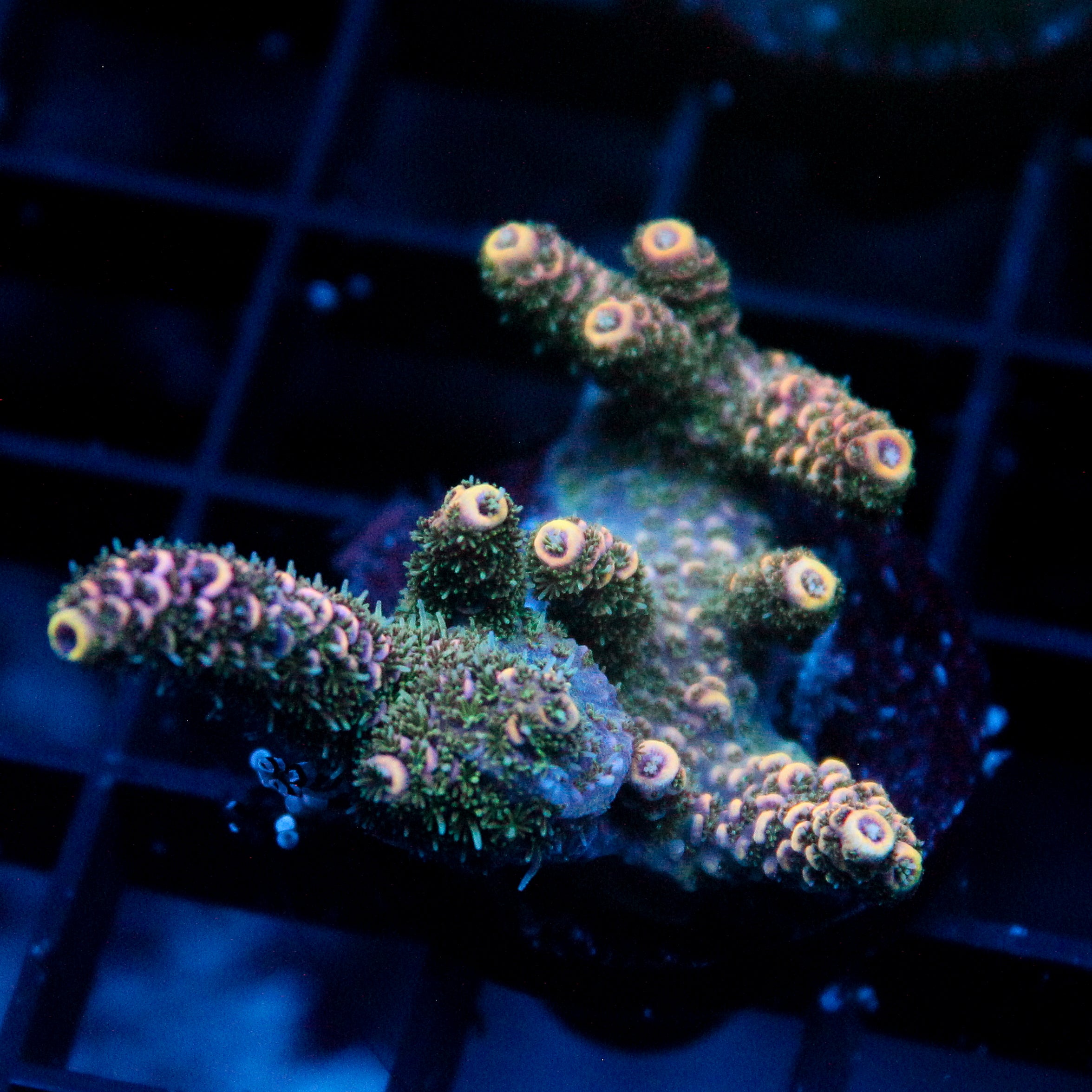 JC Demon Acro
