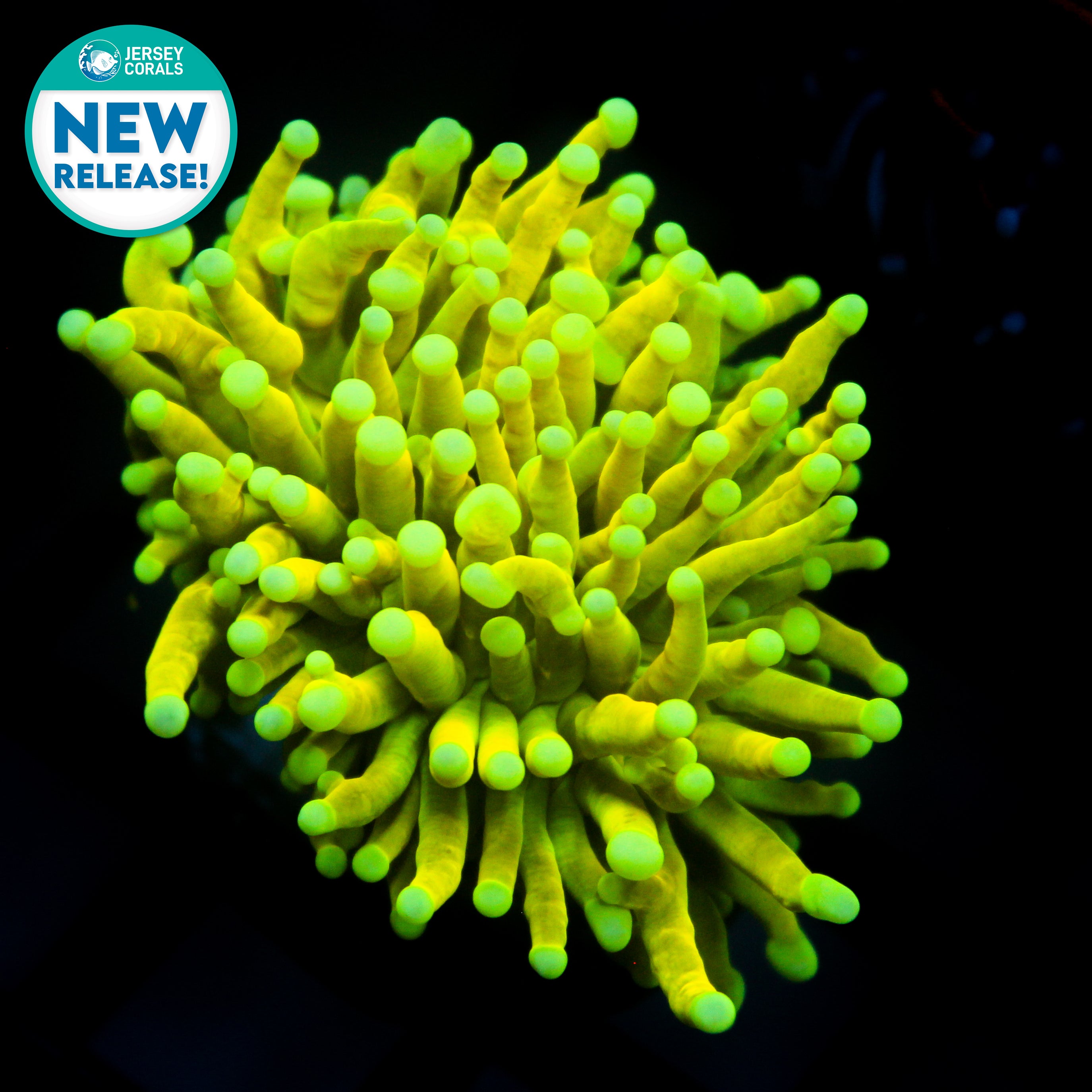 JC Warheads Holy Grail Torch (New Release)