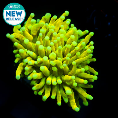 JC Warheads Holy Grail Torch (New Release)