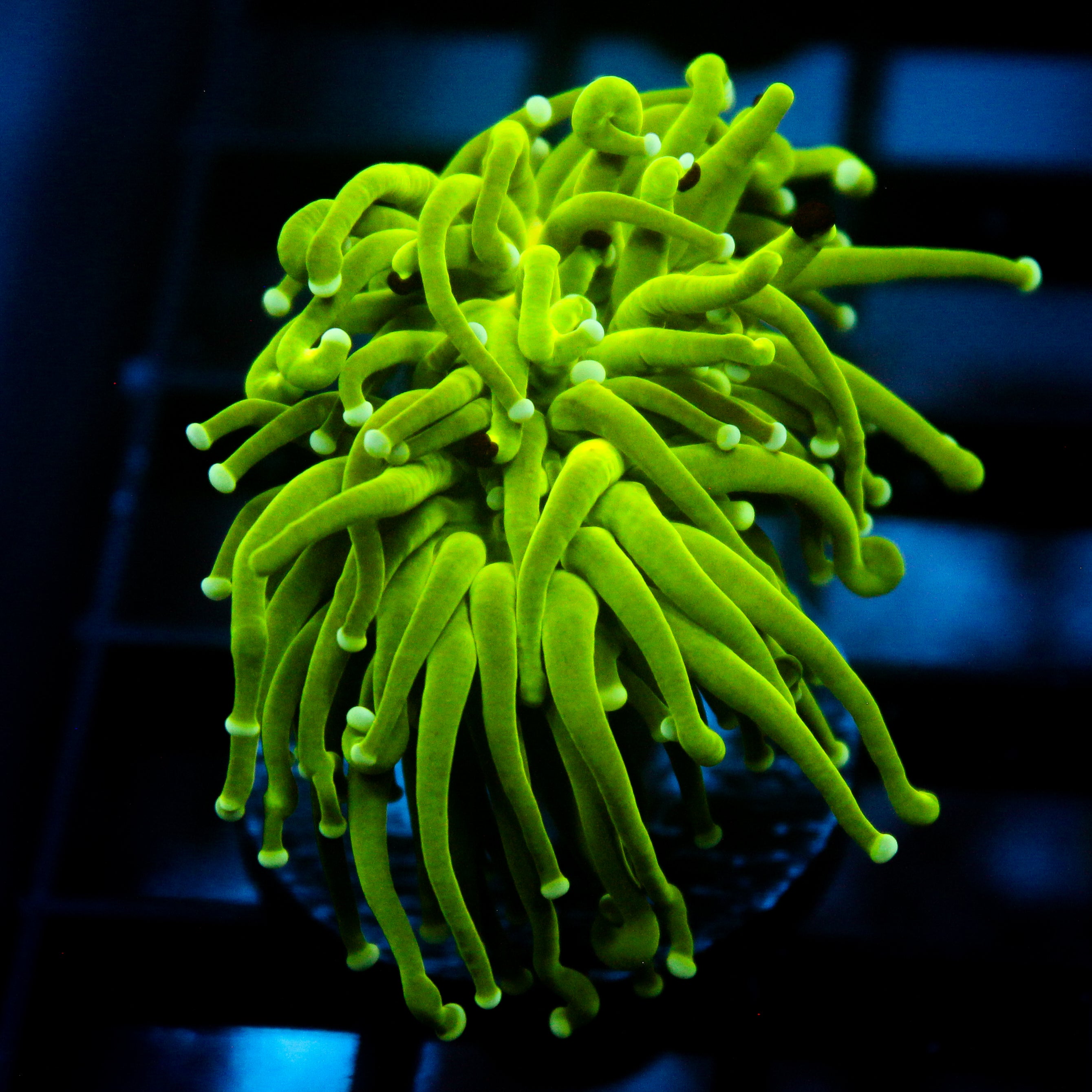 JC Slime Slayer Torch (First time variant)
