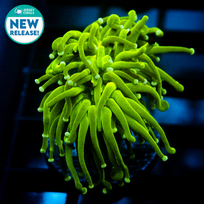 JC Slime Slayer Torch (New Release)