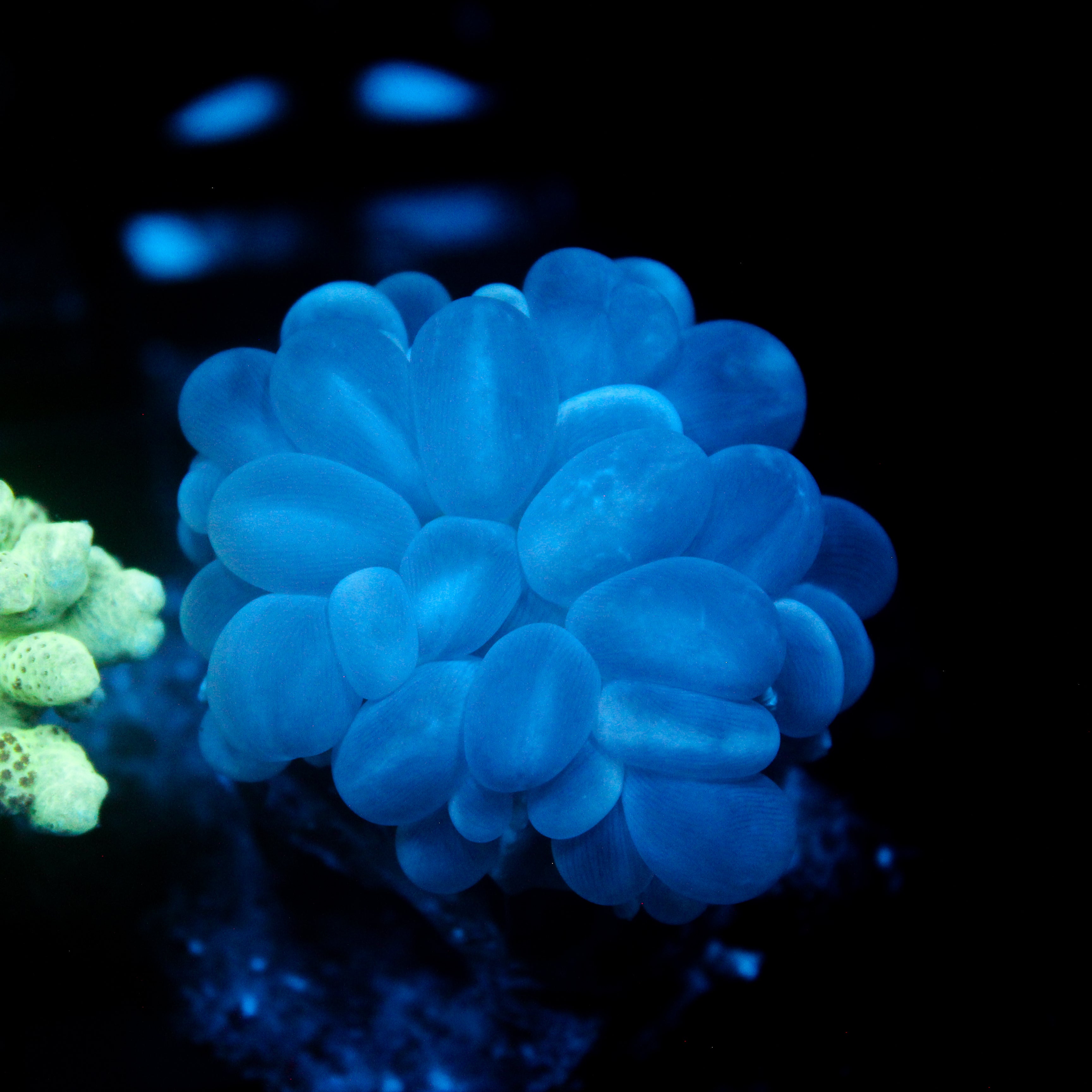 JC Biota Aquacultured Pearl Bubble Coral