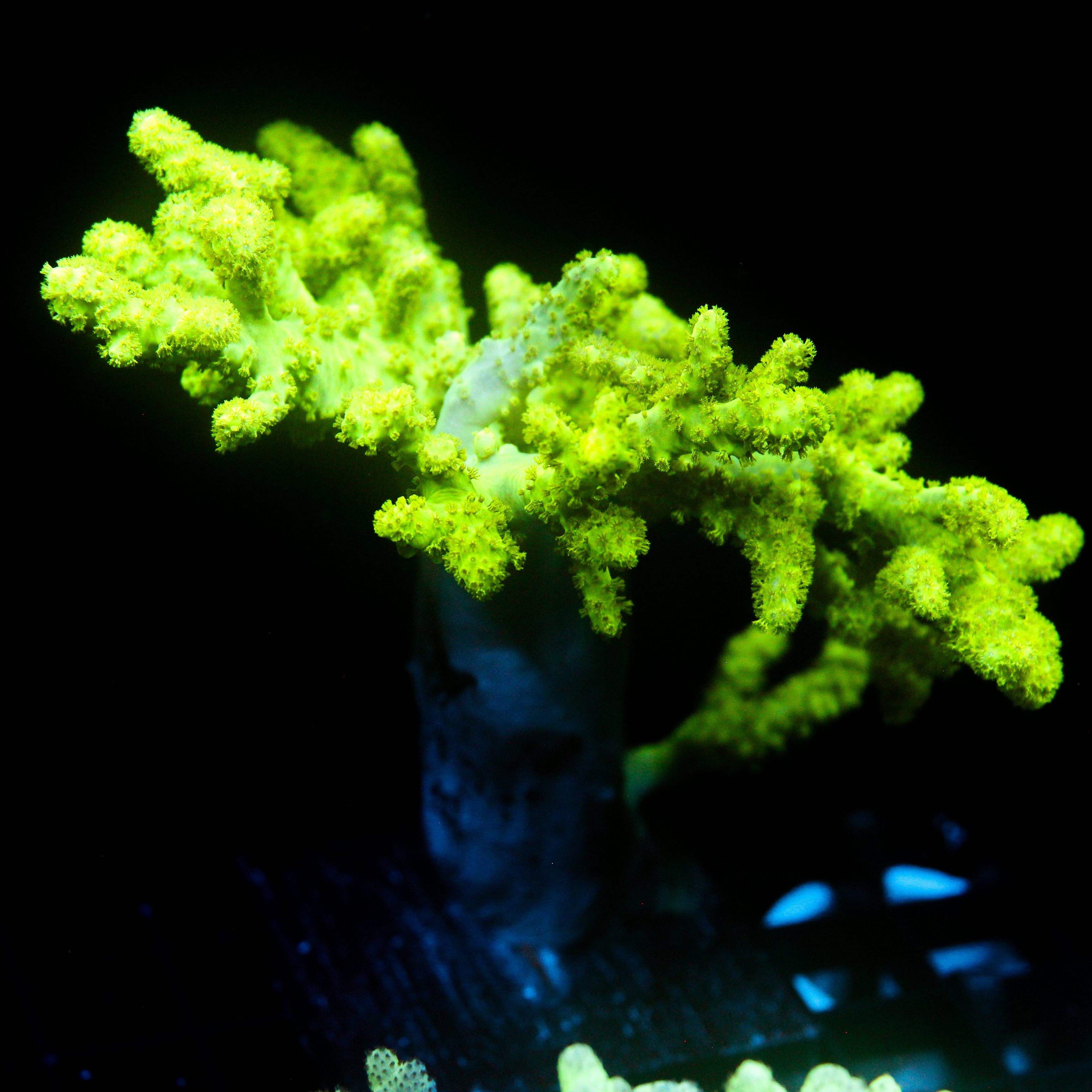 JC Neon Green Sinularia