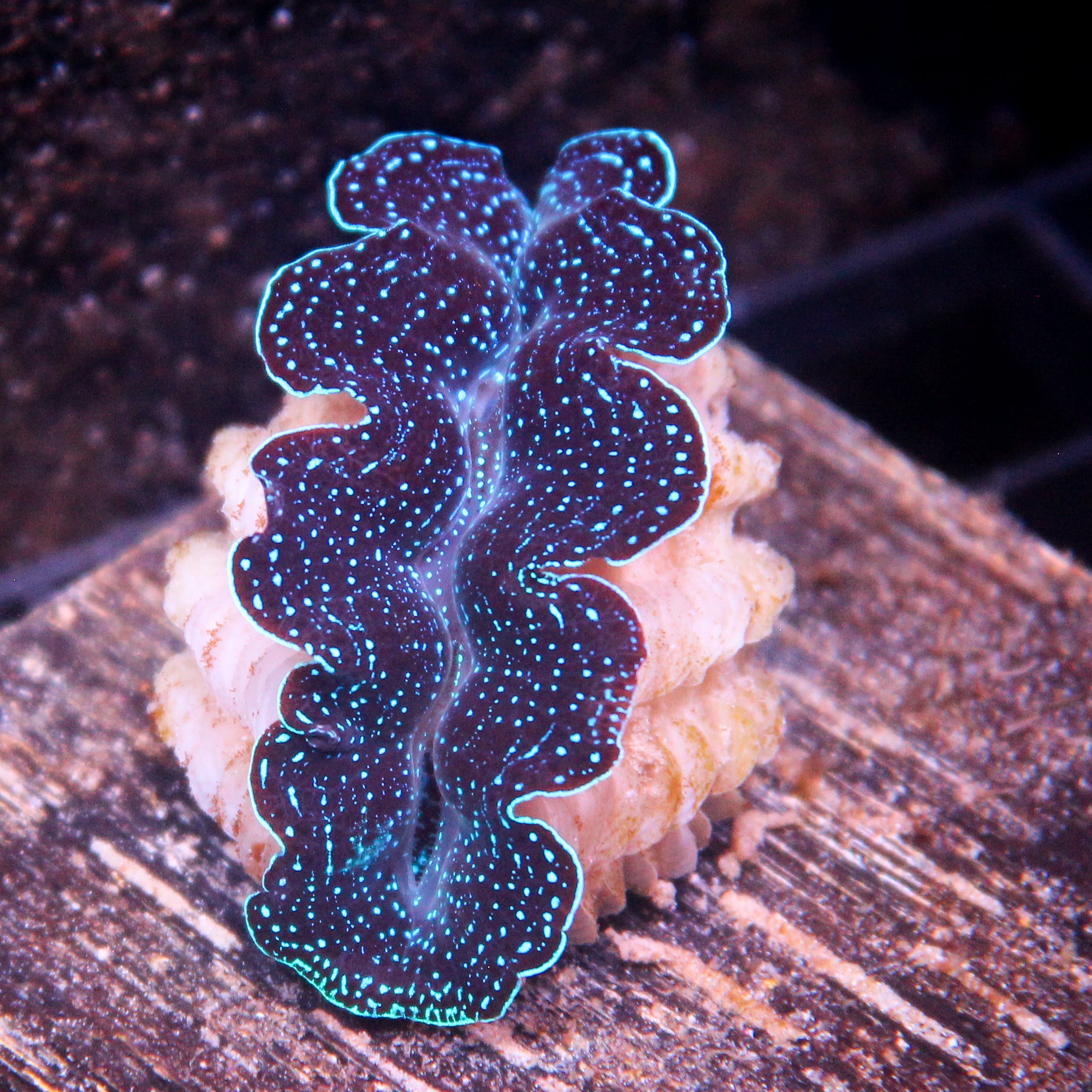 JC Biota Aquacultured Starlight Crocea
