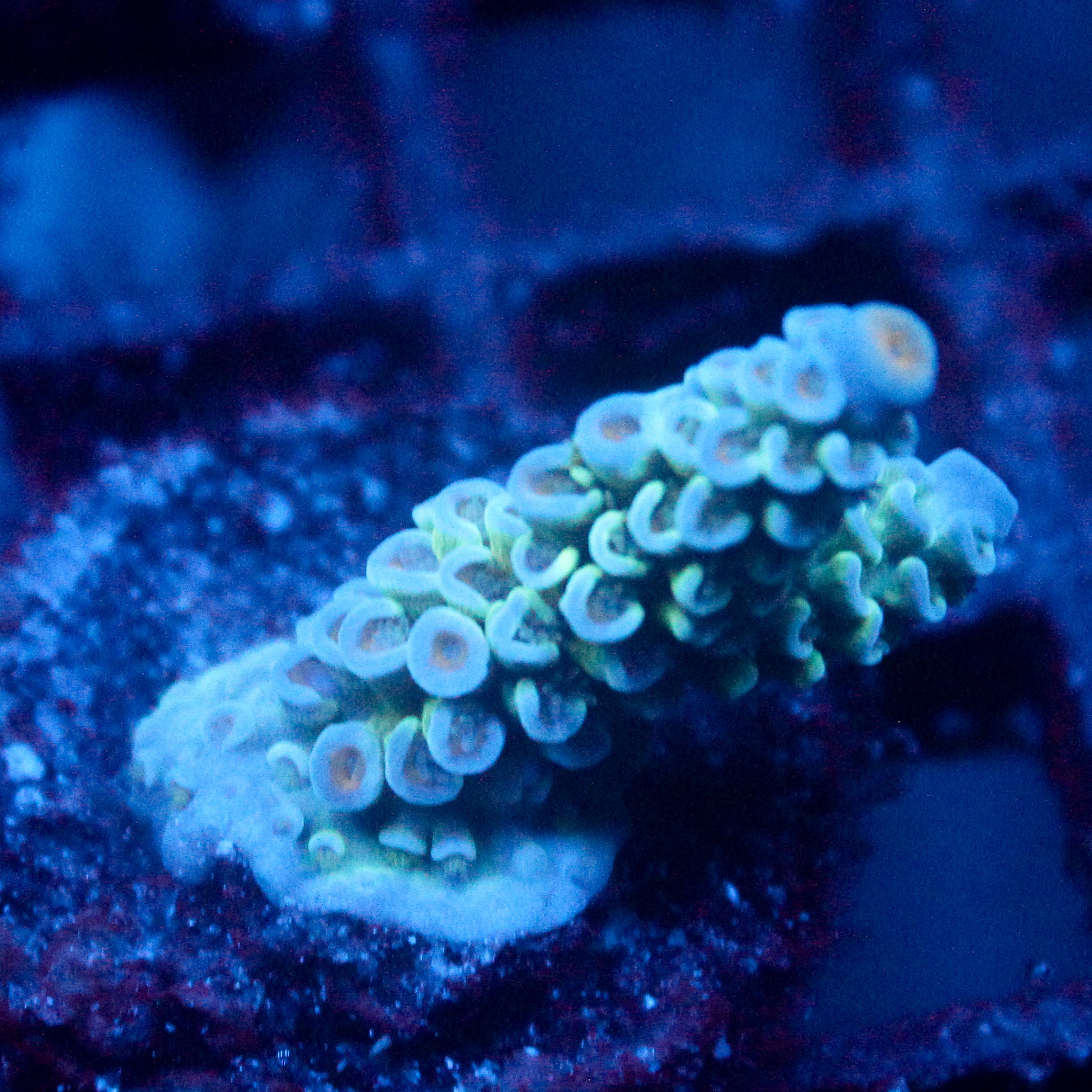 JC Blue Demon Acro