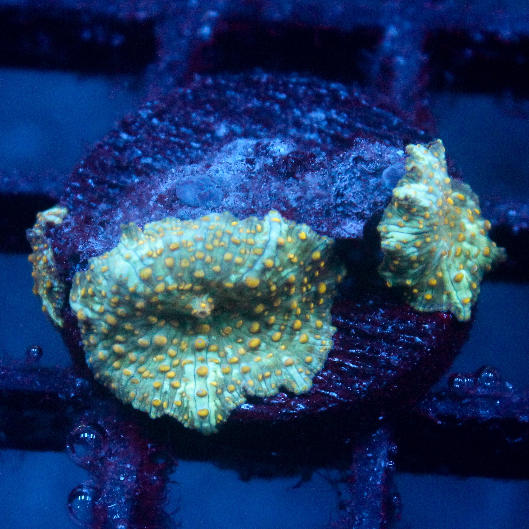 JC Firefly Discosoma Triple