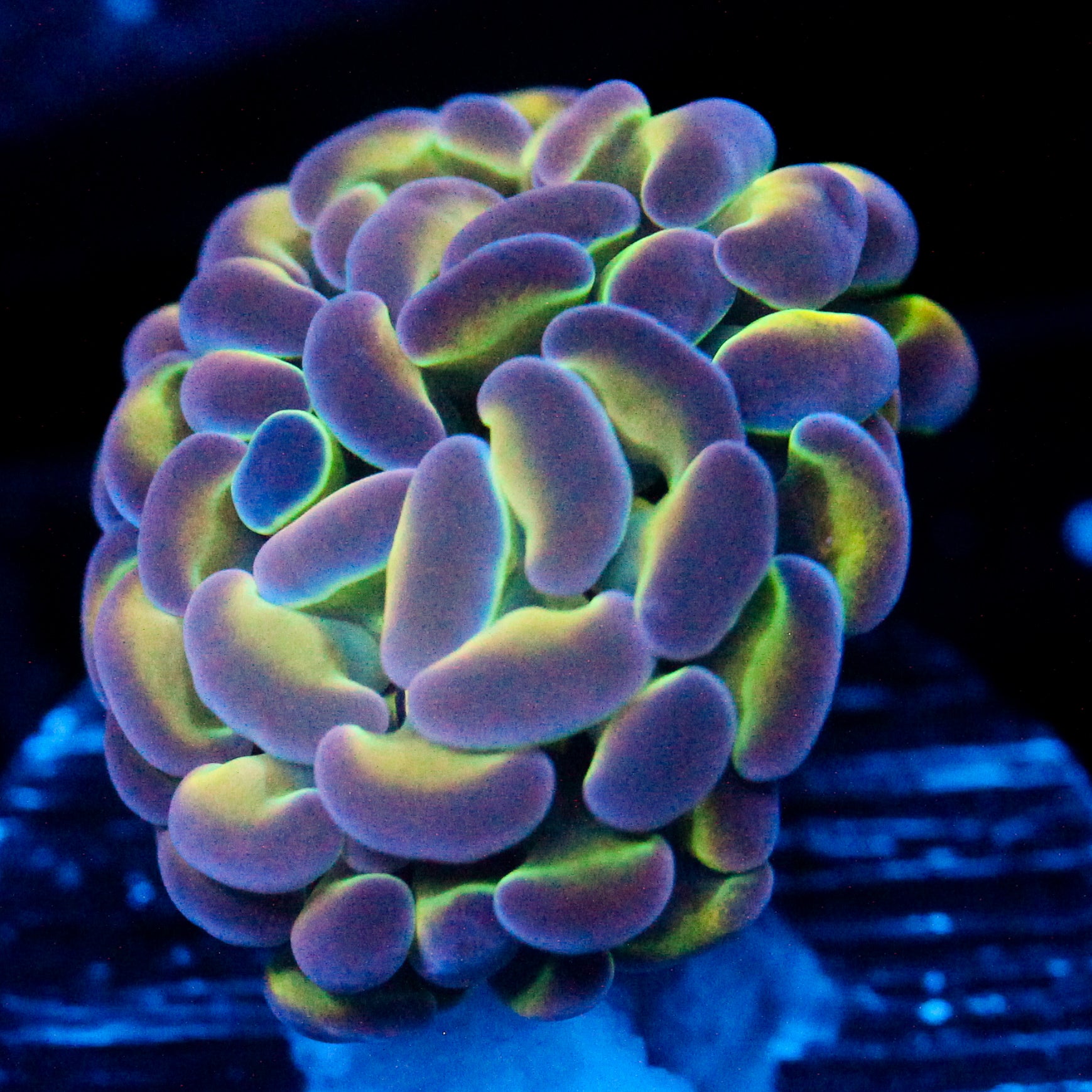 JC Ultra Hologram Hammer
