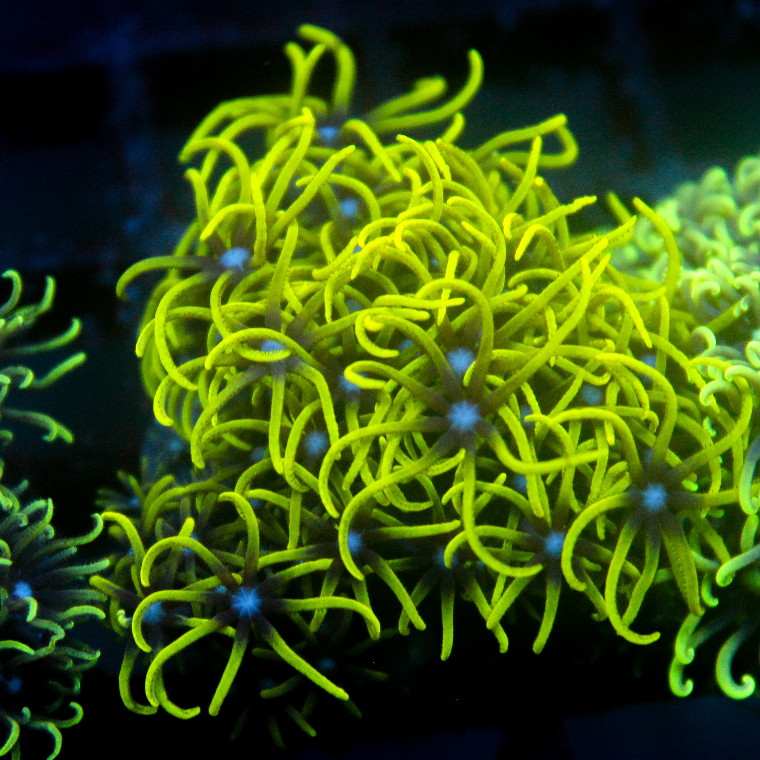 JC Lime Wire Gsp