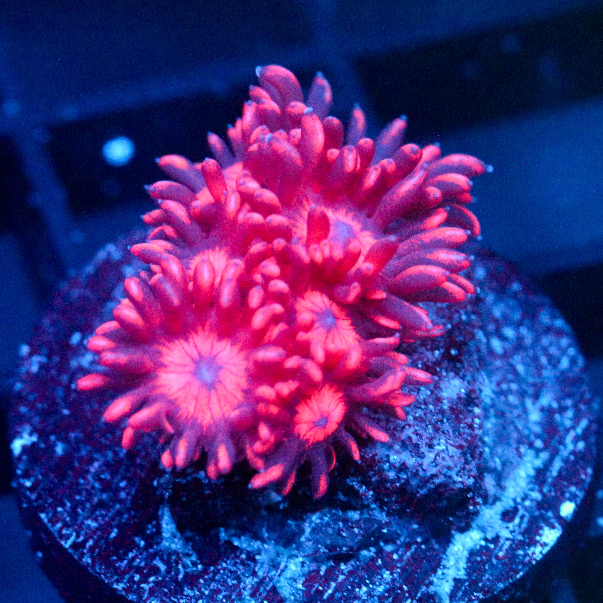 JC Dragon Newt Goni