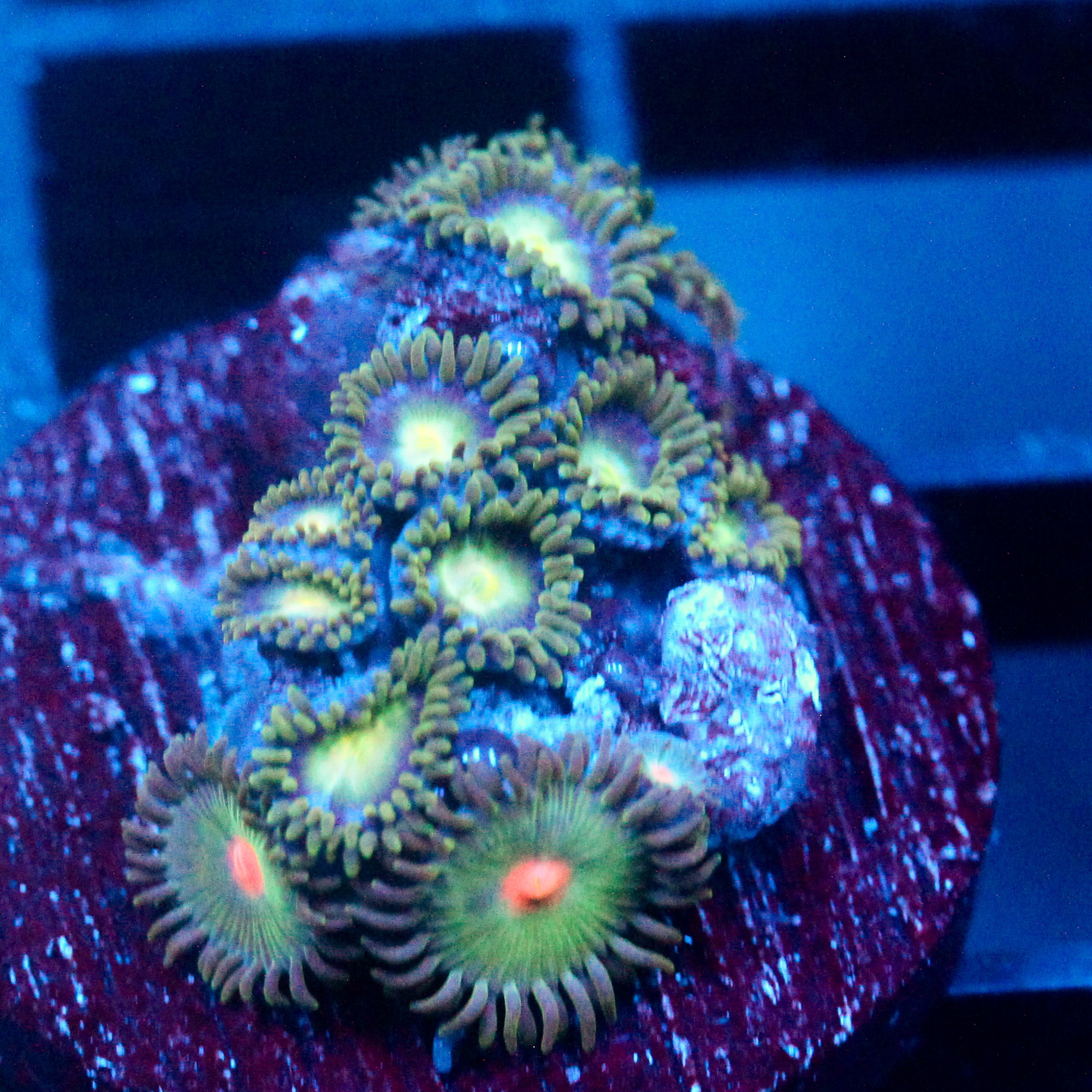 JC Zoa Garden Seed