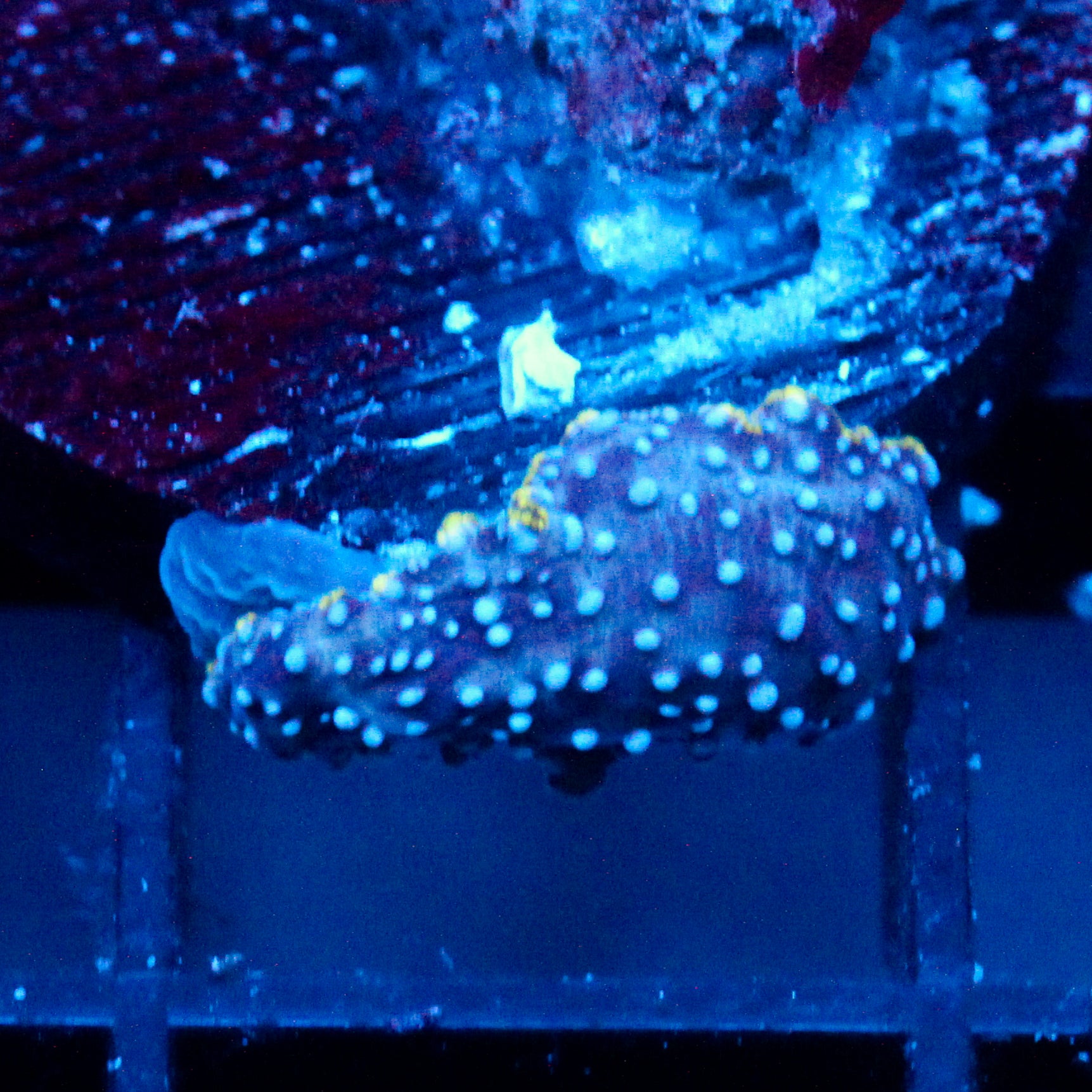 JC Blue dots Discosoma