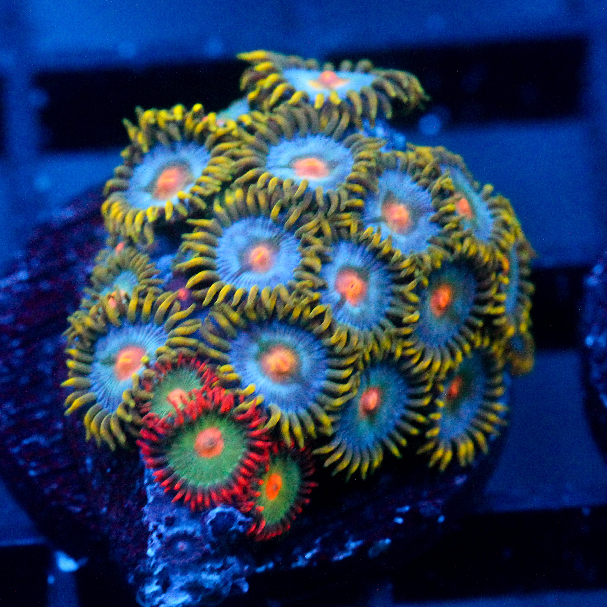 JC Saturn Zoanthid