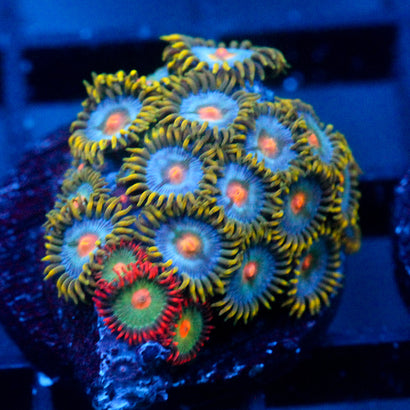 JC Saturn Zoanthid