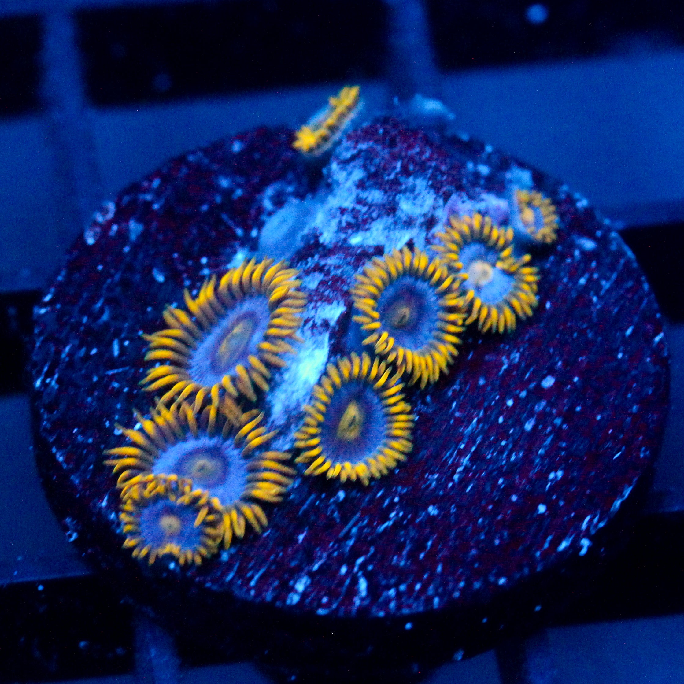 JC Gold Gobbler Zoanthid