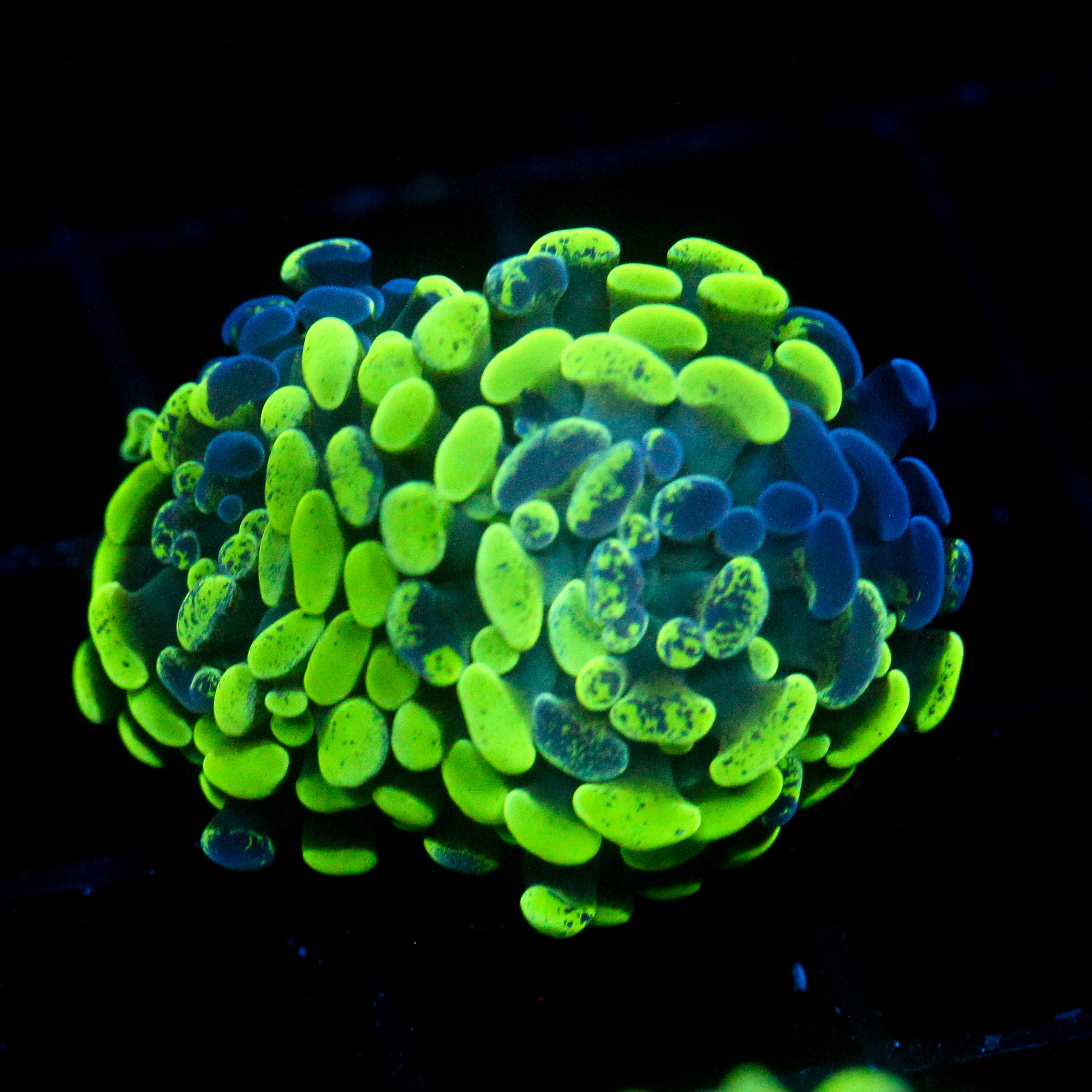 JC Ultra Splatter Hammer
