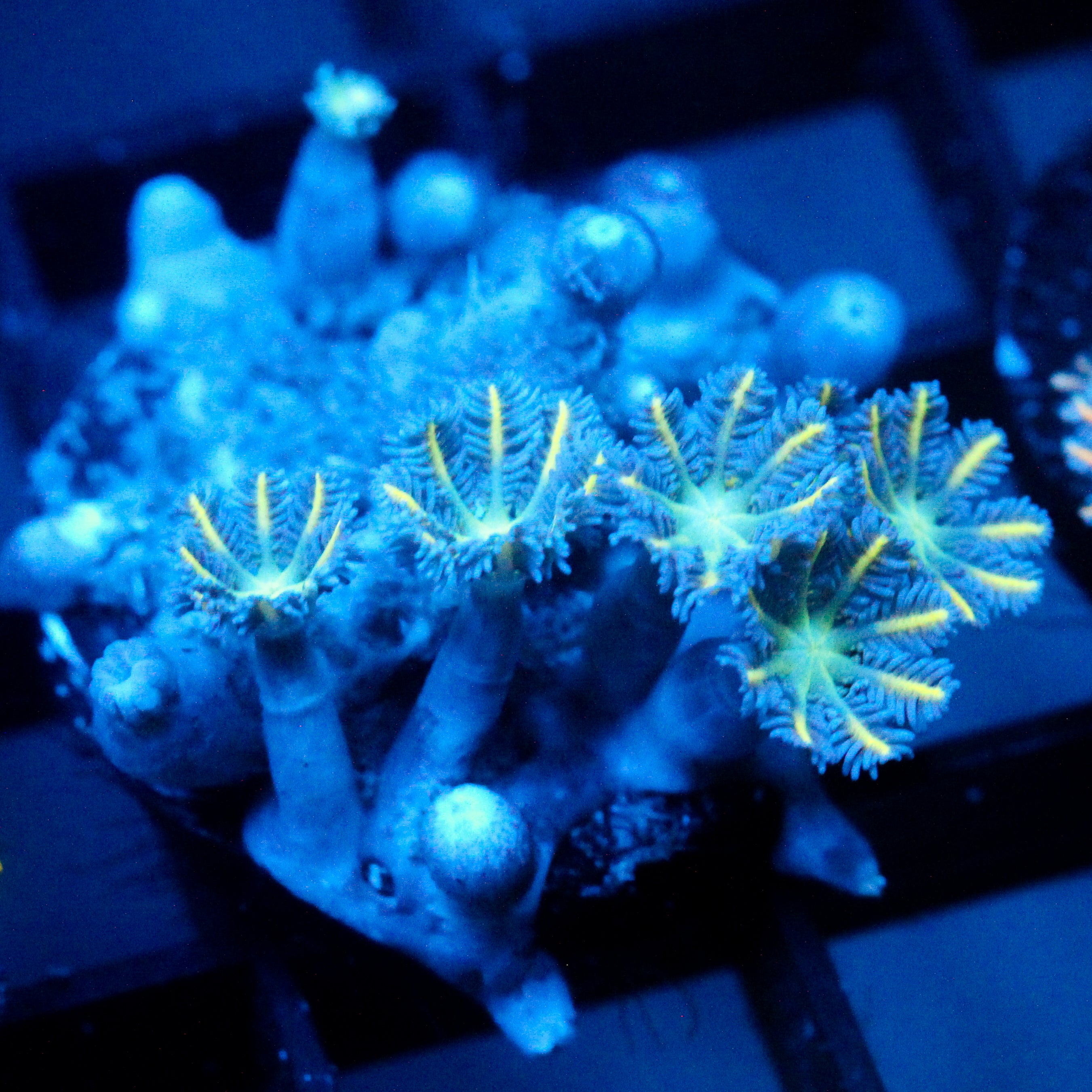 JC Orange Tip Clove Polyp