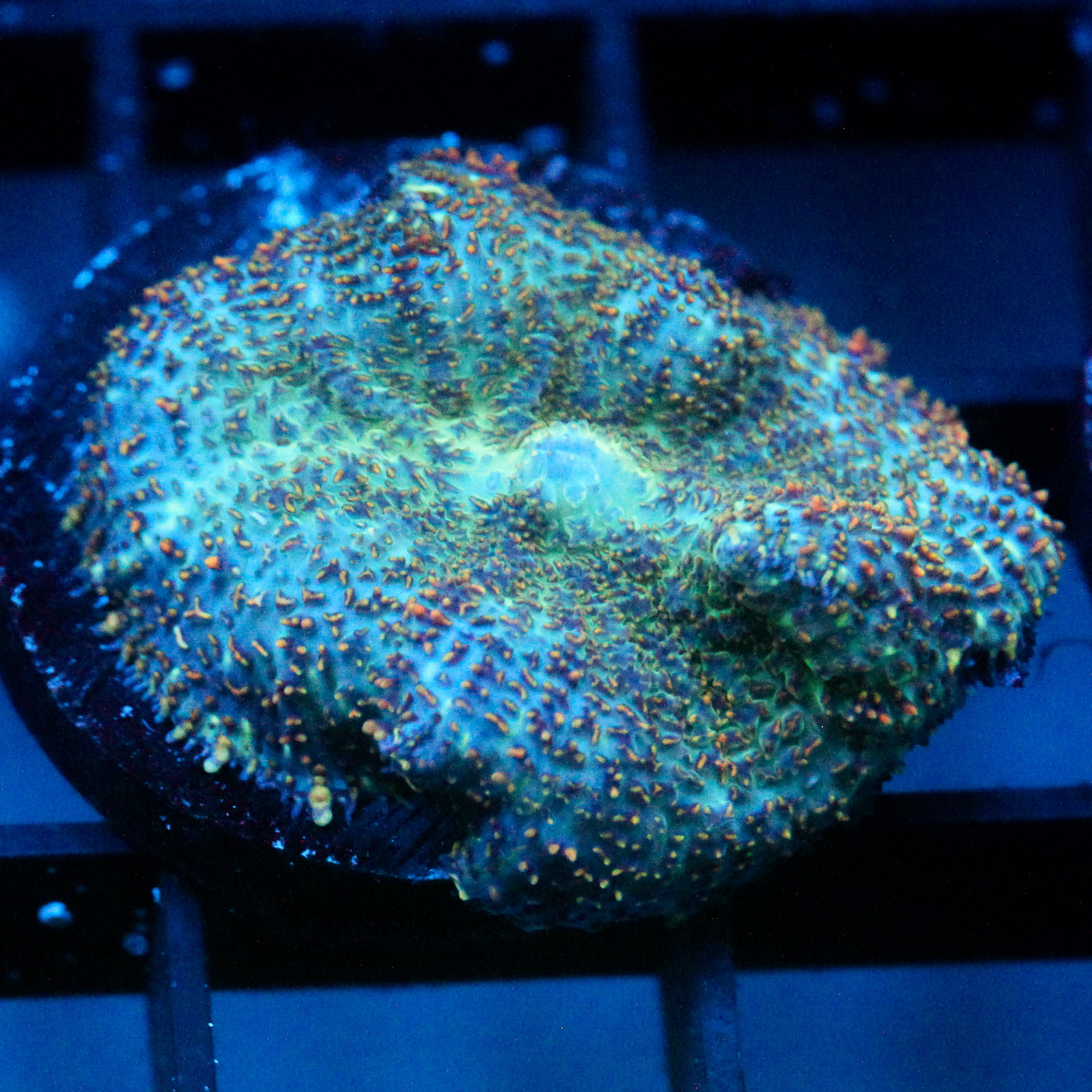JC Cuprum Calamity Rhodactis