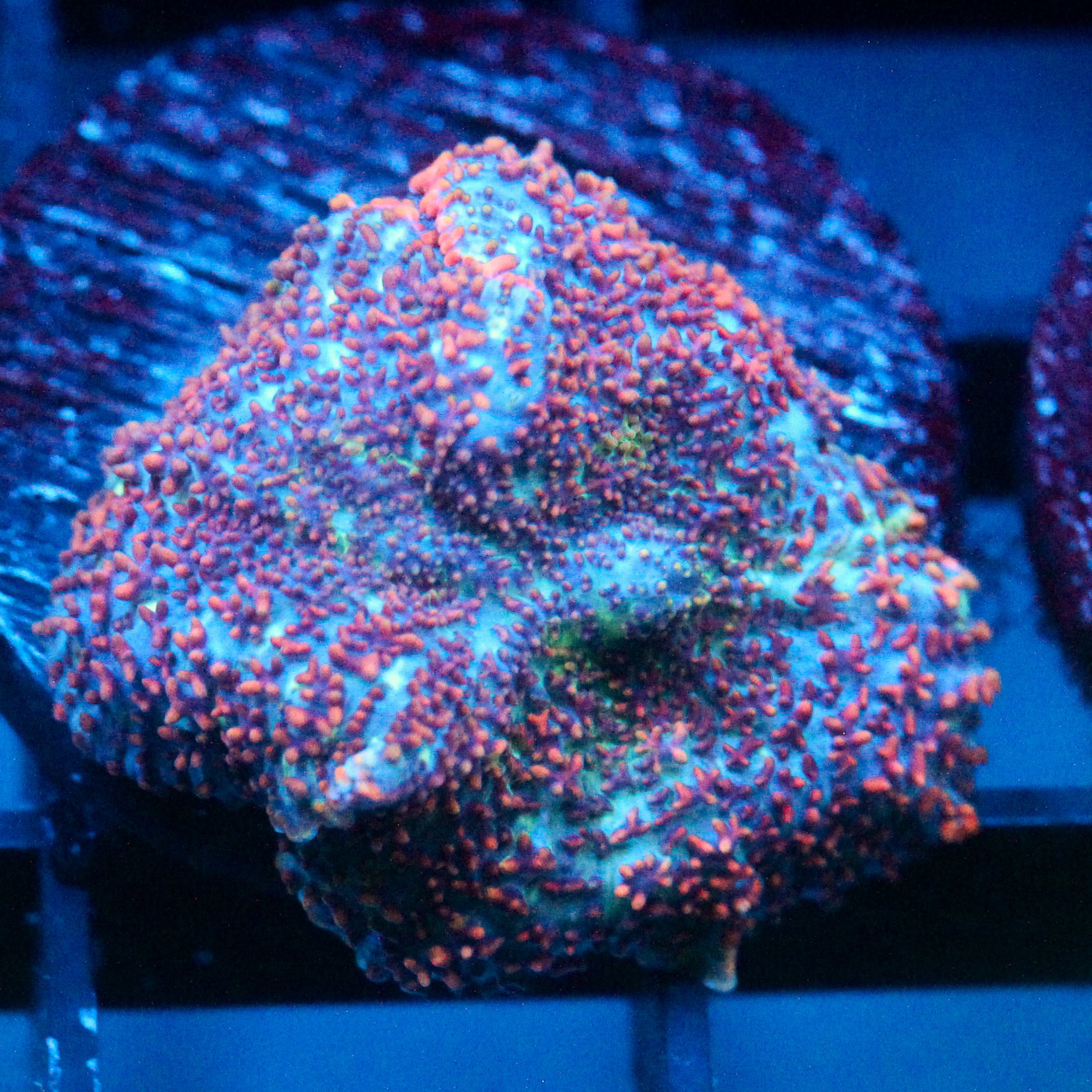 JC Cuprum Calamity Rhodactis