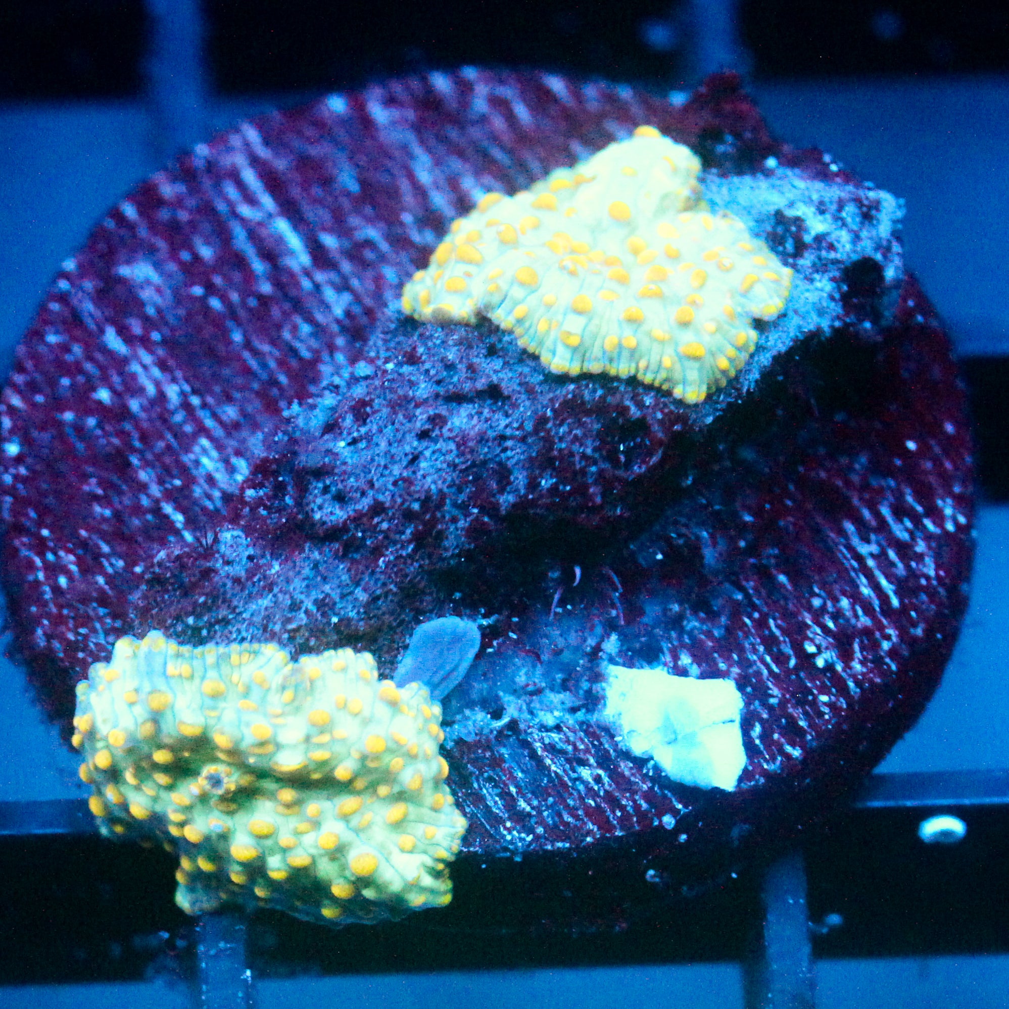JC Firefly Discosoma Triple