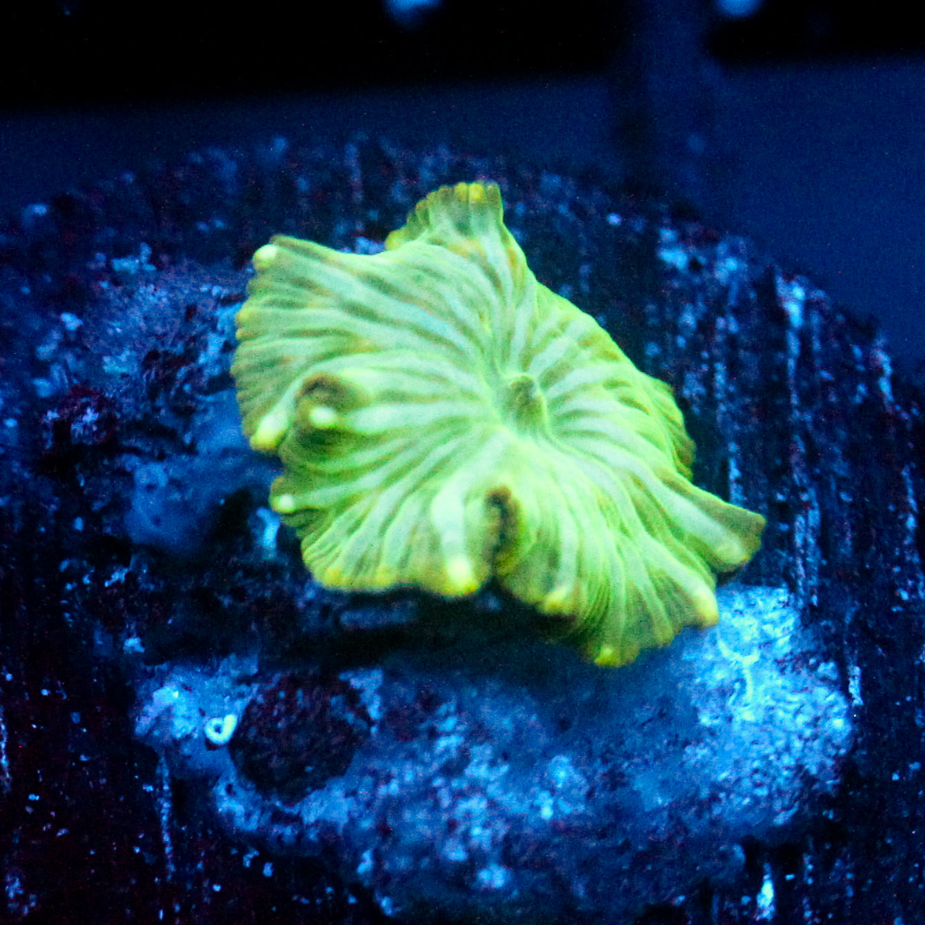 JC Watermelon Rind Discosoma