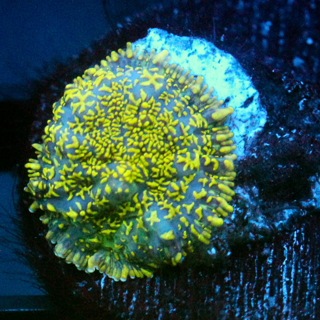 JC Glowstone Rhodactis