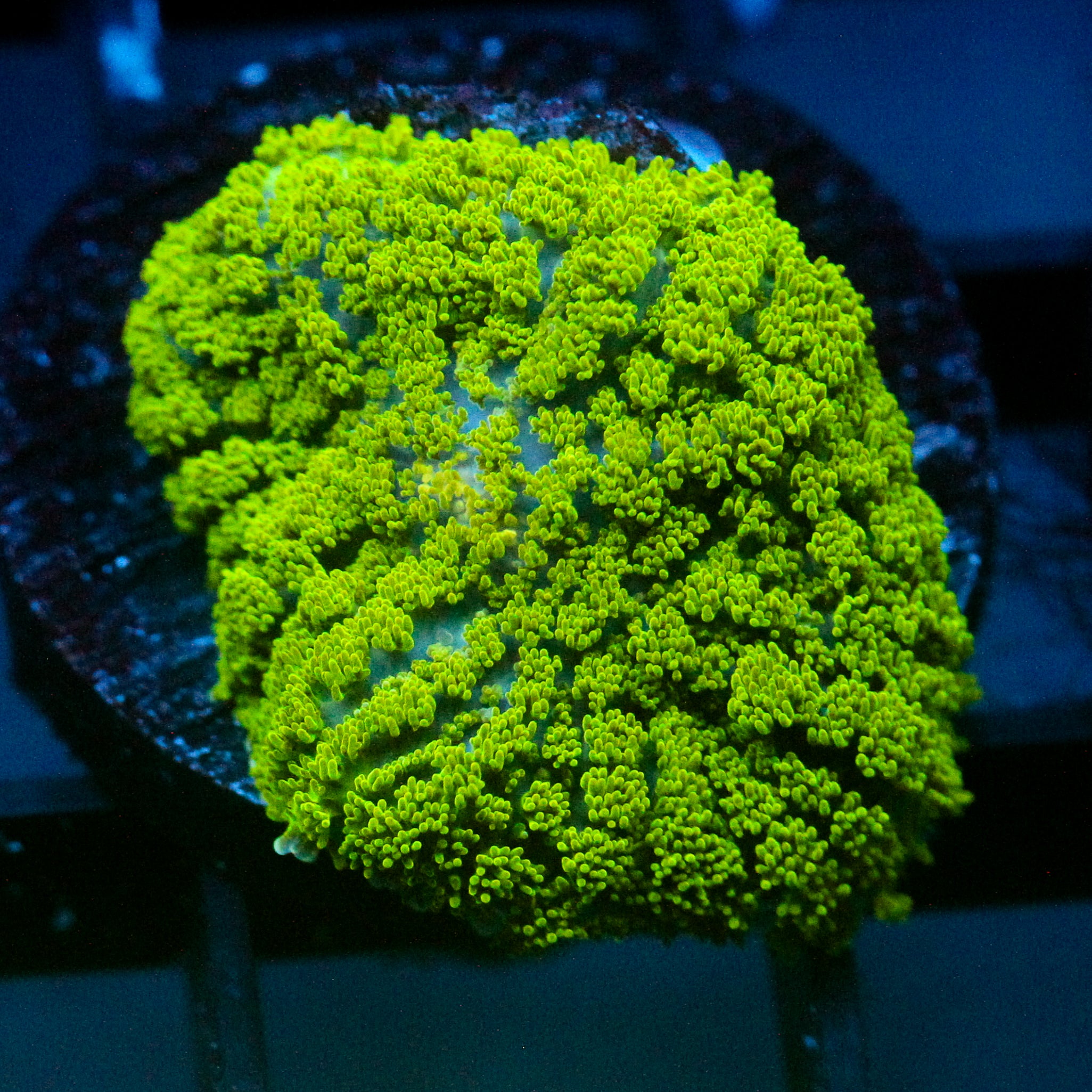 JC Neon Green Rhodactis