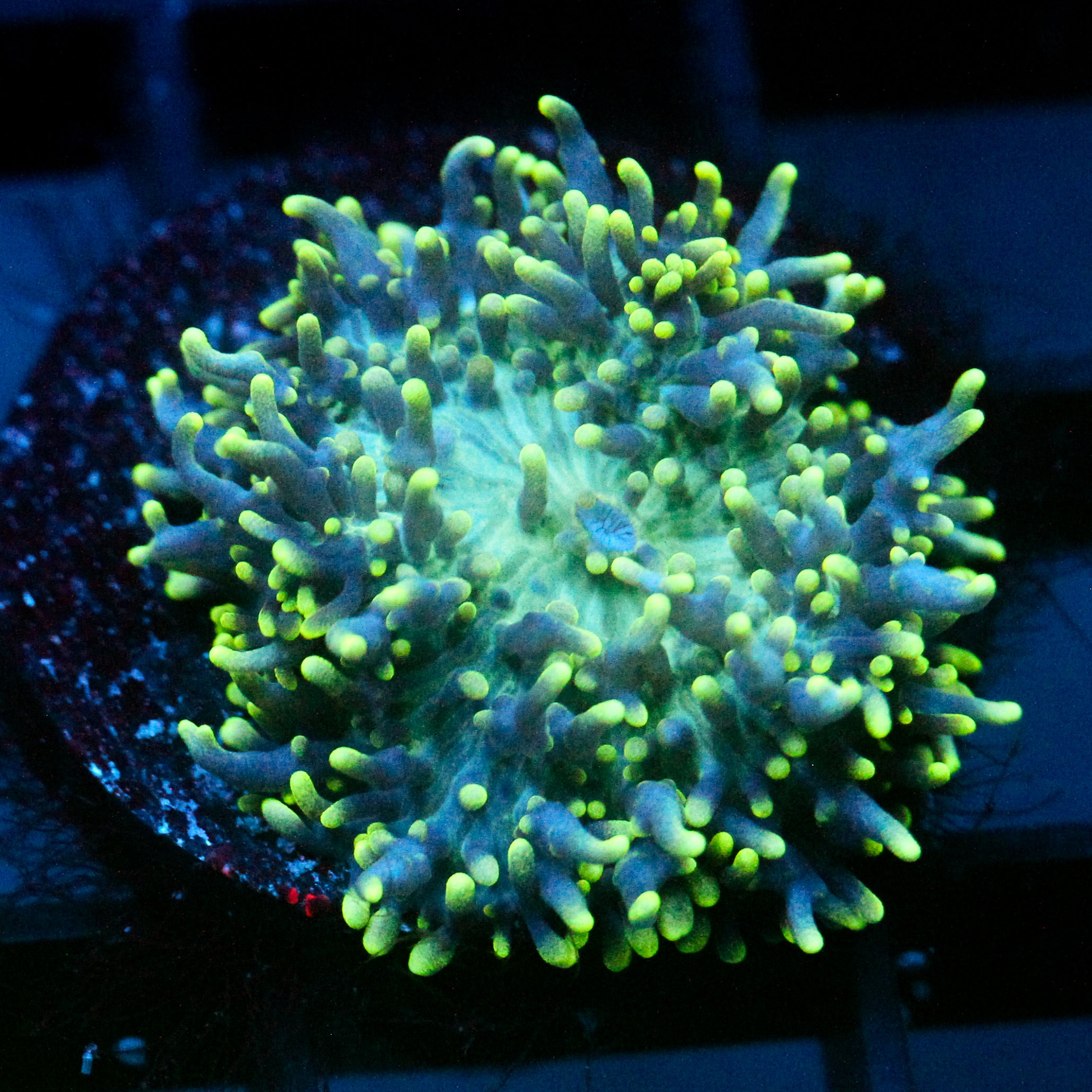 JC Fuzzy Wonder Mushroom