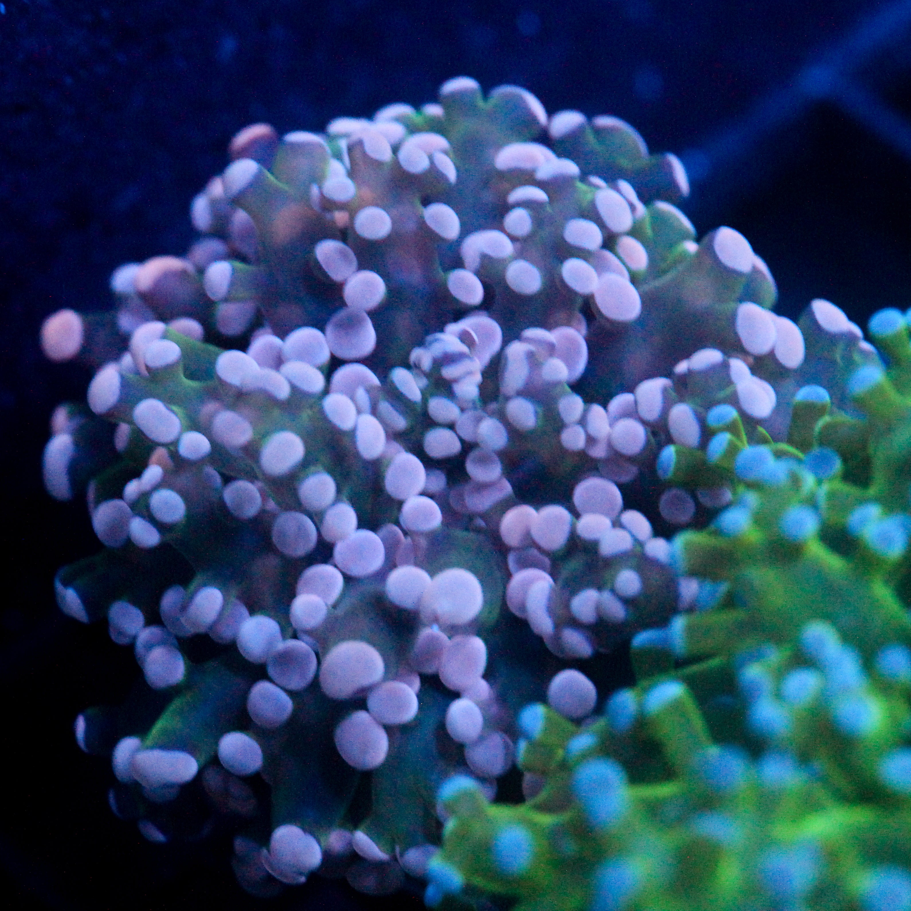 JC Pink Tip Frogspawn