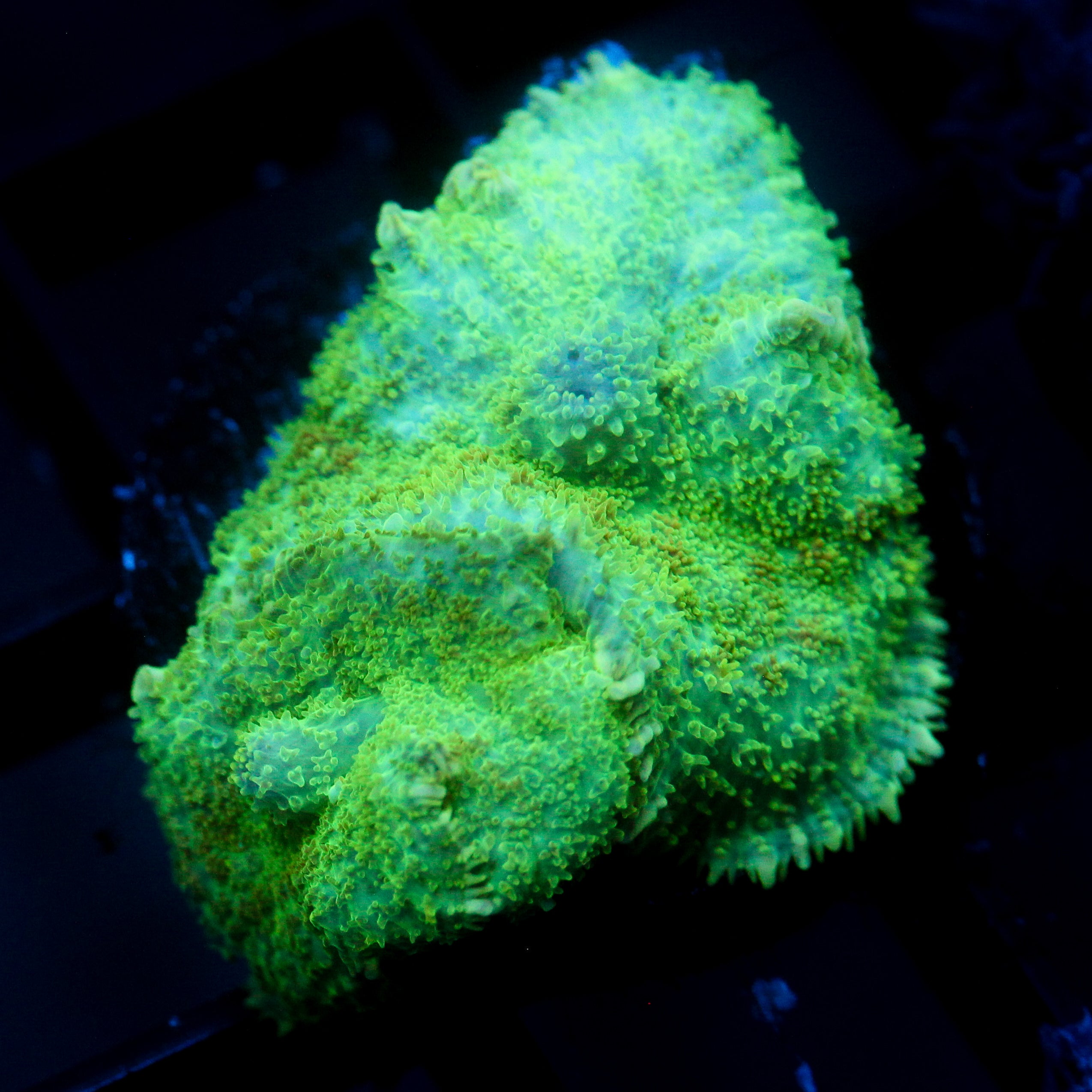 JC Lush Biome Rhodactis