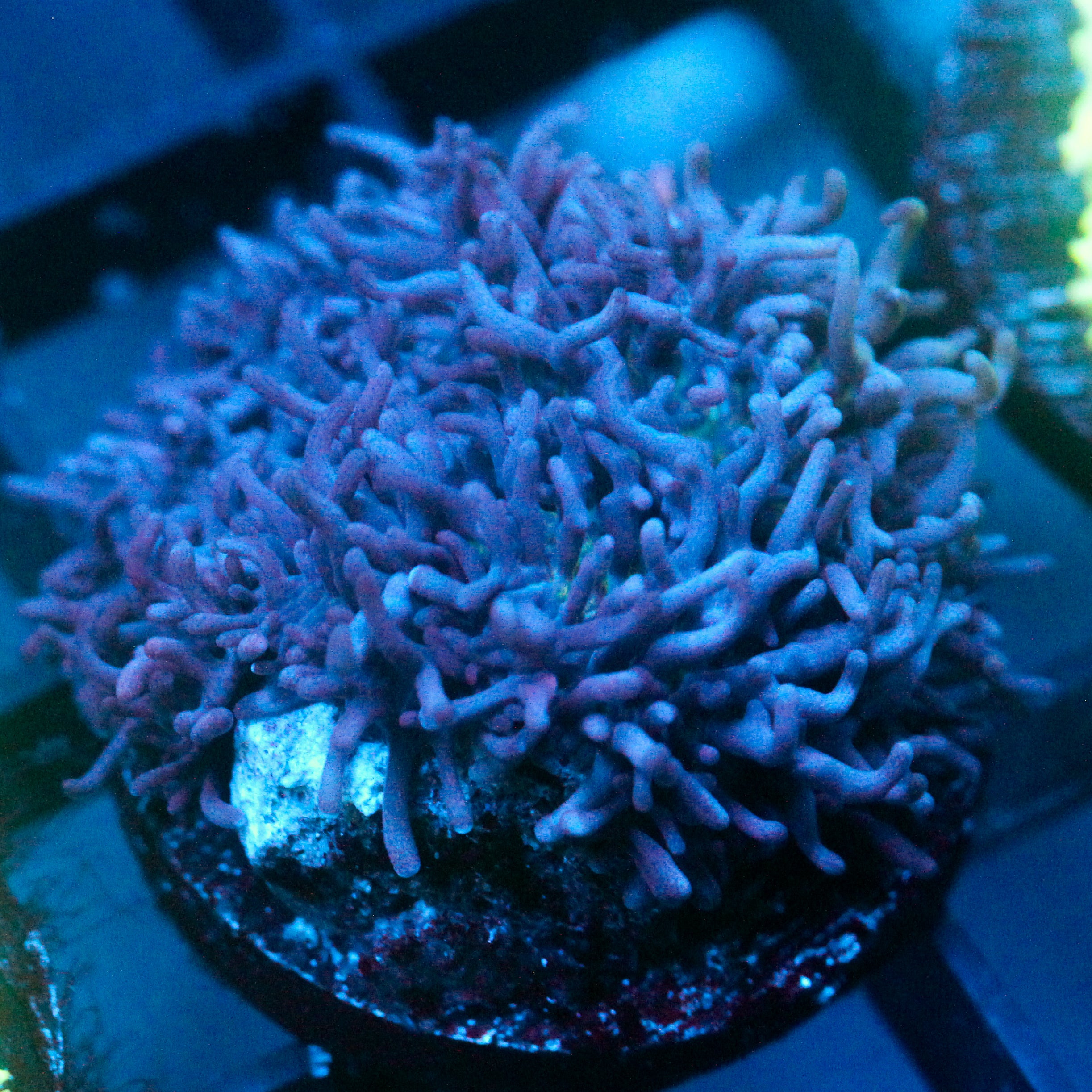 JC Fuzzy Mushroom