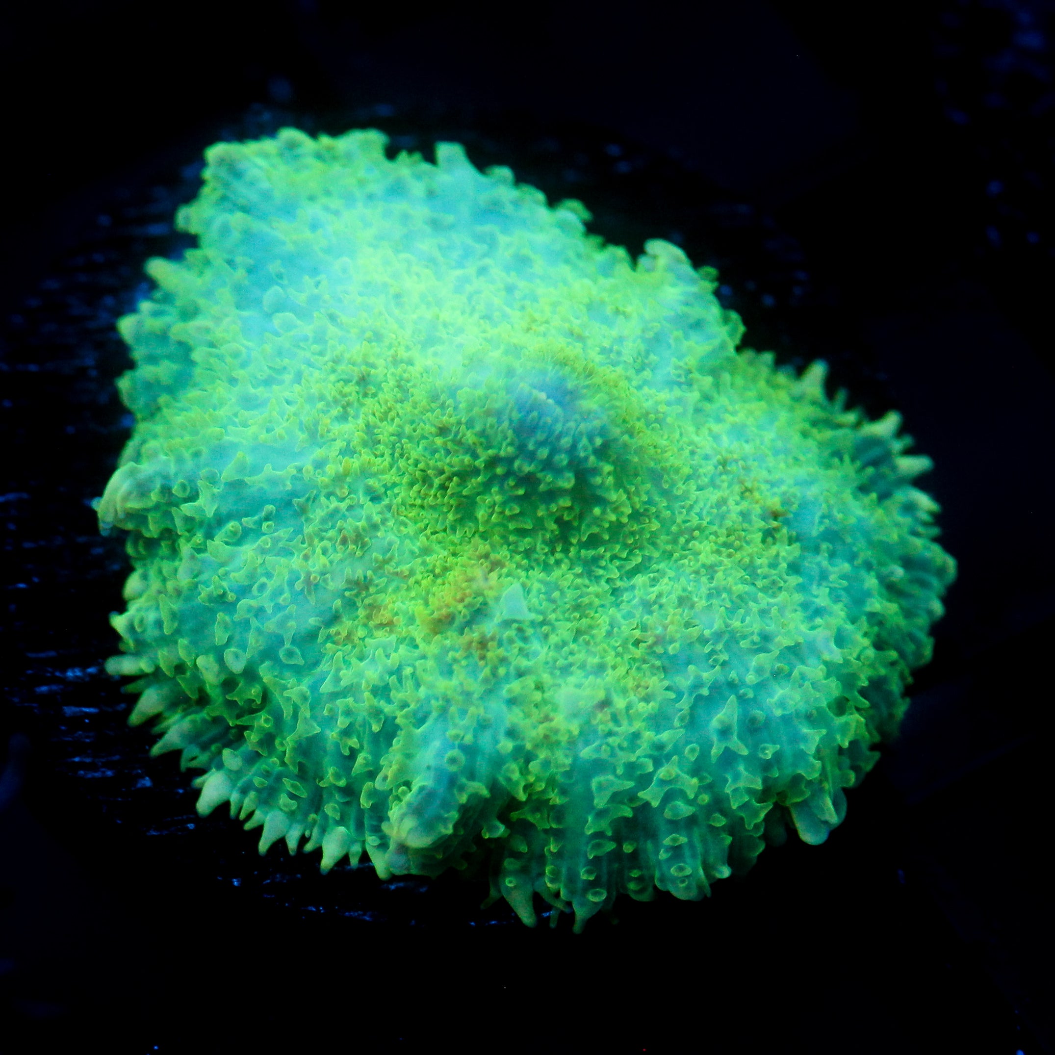 JC Lush Mesa Rhodactis