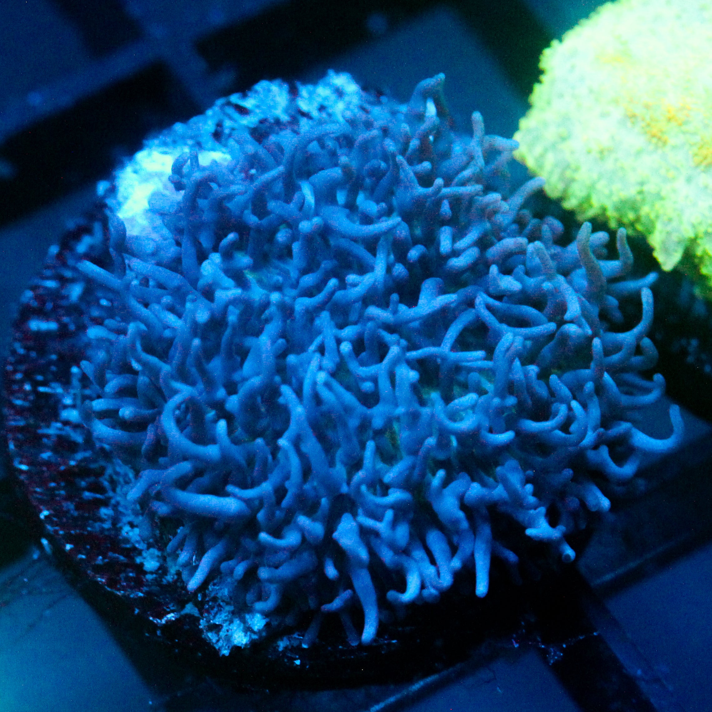 JC Fuzzy Mushroom