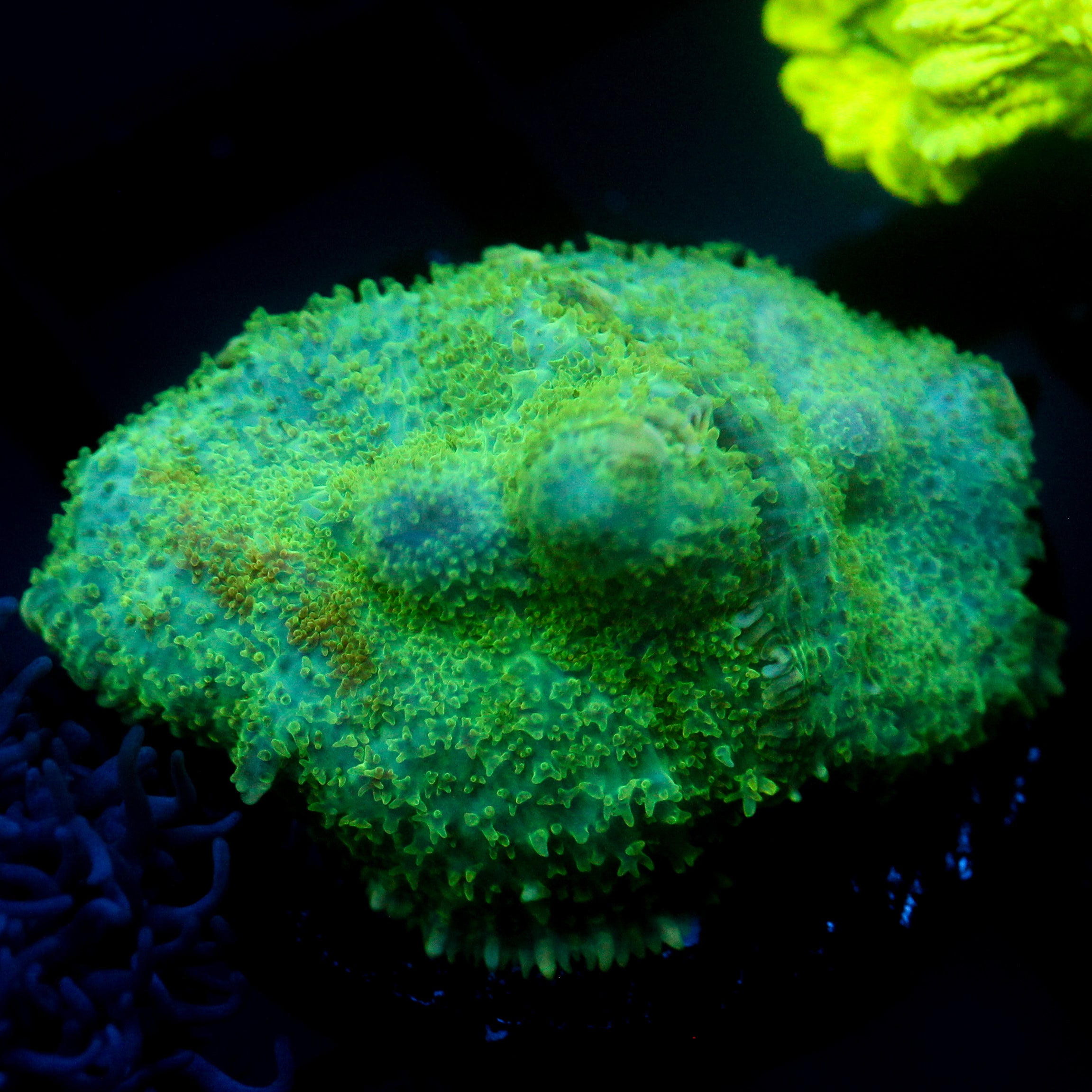 JC Lush Mesa Rhodactis