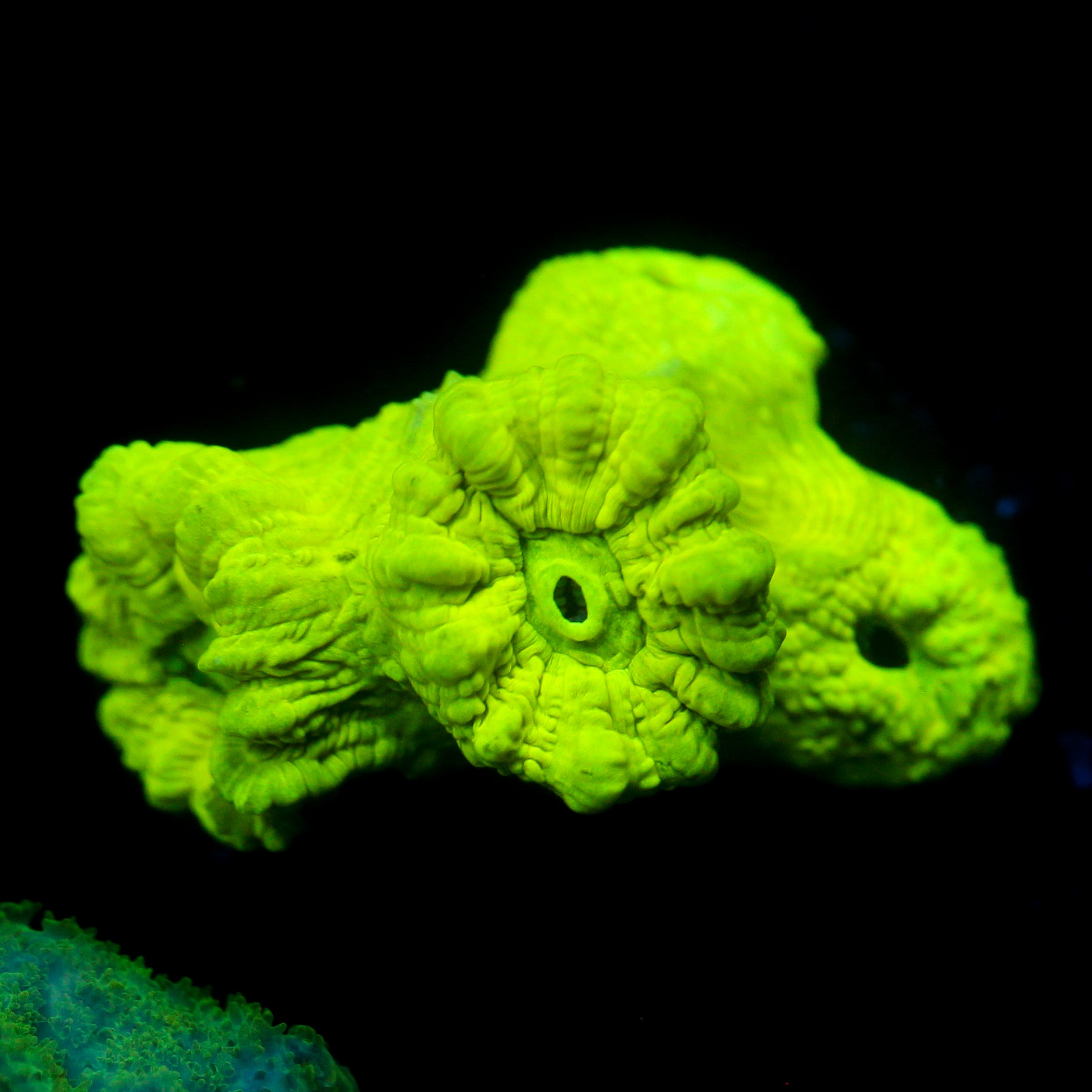 JC Neon Green Trumpet
